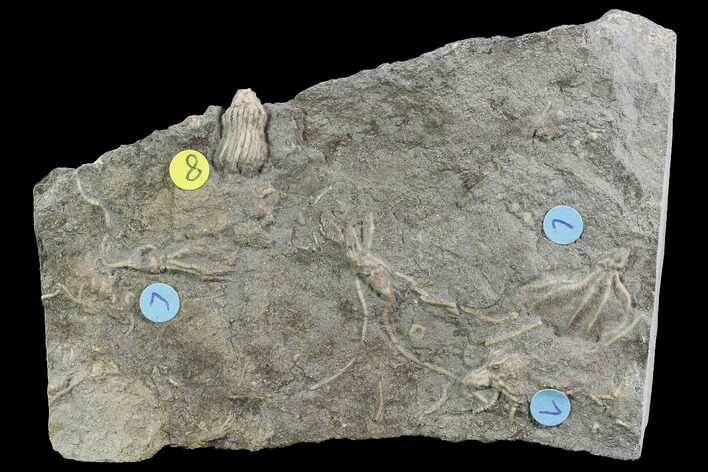 Crinoid Fossils ( Species) - Gilmore City, Iowa #86746
